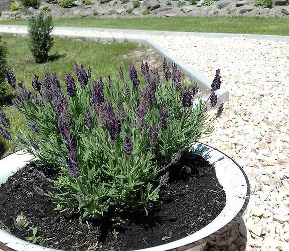 度假居 Levendula Haz Lipót